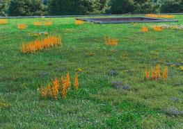 Extensive green roof